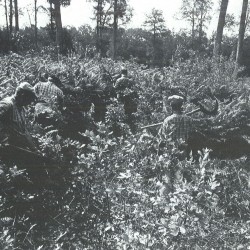 Dégagement de semis de chêne par des ouvriers forestiers (1979) / © DR