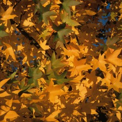 Erable du Japon, feuillage couleurs d'automne / © DR / ONF