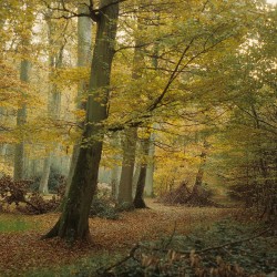 Hetraie en automne / © Claude Pichard / ONF