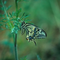 Papillon porte queue machaon / © Patrick Barré / ONF