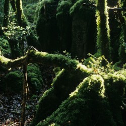 Paysage forestier à l'intérieur d'une buxeraie (buis) / © Jean-Annick Charles / ONF