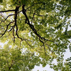 Vue de la canopée de chêne par en dessous, zone de contact entre les houppiers / © Nathalie Petrel / ONF
